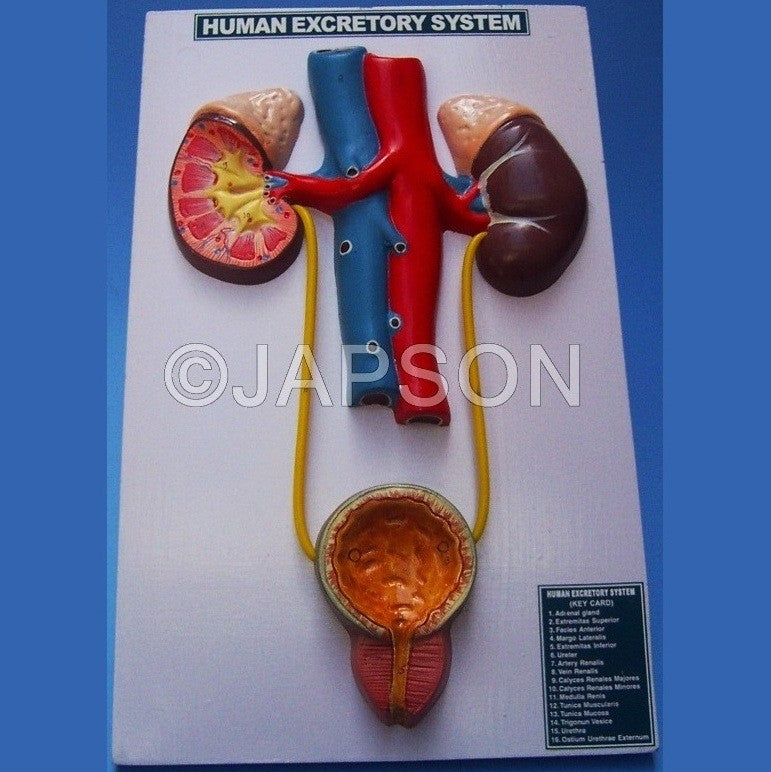 Human Urinary System Human Urinary System